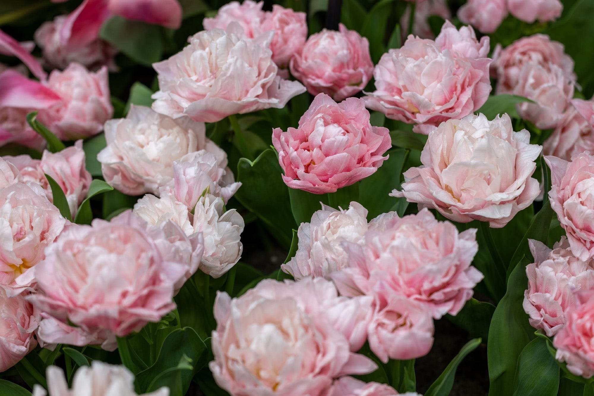 Tulpe 'Dreamer'